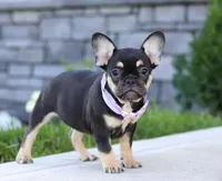 Violet, a female French Bulldog for sale in Millersburg, OH – Photo 3 of 5