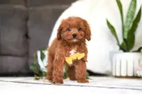 Benji, a male Cavapoo for sale in Millersburg, OH – Photo 1 of 2
