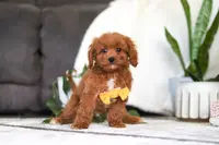 Benji, a male Cavapoo for sale in Millersburg, OH – Photo 2 of 2