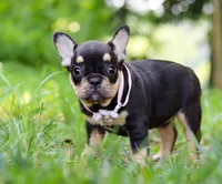 Kate, a female French Bulldog for sale in Millersburg, OH – Photo 5 of 5