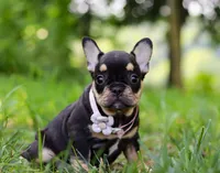 Kate, a female French Bulldog for sale in Millersburg, OH – Photo 3 of 5