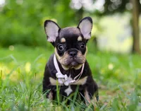 Kate, a female French Bulldog for sale in Millersburg, OH – Photo 1 of 5