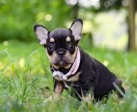 Kate, a female French Bulldog for sale in Millersburg, OH – Photo 2 of 5