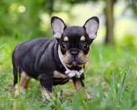 Kate, a female French Bulldog for sale in Millersburg, OH – Photo 4 of 5