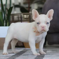 Bree, a female French Bulldog for sale in Millersburg, OH – Photo 1 of 5