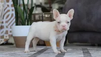 Bree, a female French Bulldog for sale in Millersburg, OH – Photo 1 of 5