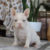 Bree, a female French Bulldog for sale in Millersburg, OH – Photo 5 of 5