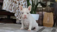 Bree, a female French Bulldog for sale in Millersburg, OH – Photo 5 of 5