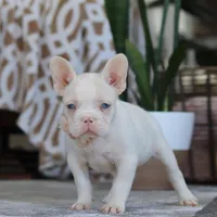 Bree, a female French Bulldog for sale in Millersburg, OH – Photo 4 of 5