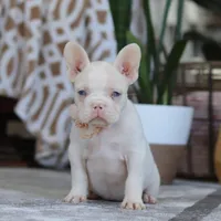 Bree, a female French Bulldog for sale in Millersburg, OH – Photo 2 of 5