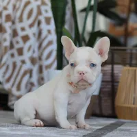 Bree, a female French Bulldog for sale in Millersburg, OH – Photo 3 of 5