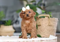 Skye, a female Cavapoo for sale in Millersburg, OH – Photo 2 of 6