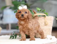 Skye, a female Cavapoo for sale in Millersburg, OH – Photo 5 of 6