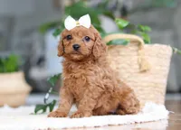 Skye, a female Cavapoo for sale in Millersburg, OH – Photo 6 of 6