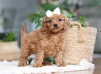 Skye, a female Cavapoo for sale in Millersburg, OH – Photo 3 of 6