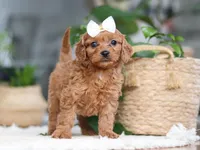 Skye, a female Cavapoo for sale in Millersburg, OH – Photo 1 of 6