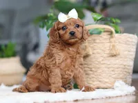 Skye, a female Cavapoo for sale in Millersburg, OH – Photo 4 of 6