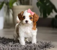 Addie, a female Cavapoo for sale in Millersburg, OH – Photo 4 of 10