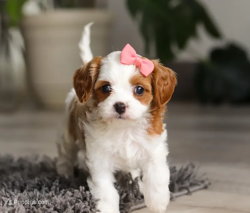 Addie, a female Cavapoo for sale in Millersburg, OH – Photo 1 of 10