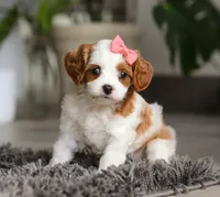 Addie, a female Cavapoo for sale in Millersburg, OH – Photo 7 of 10