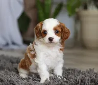 Addie, a female Cavapoo for sale in Millersburg, OH – Photo 10 of 10