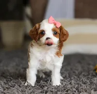 Addie, a female Cavapoo for sale in Millersburg, OH – Photo 5 of 10