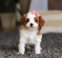 Addie, a female Cavapoo for sale in Millersburg, OH – Photo 6 of 10