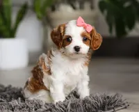 Addie, a female Cavapoo for sale in Millersburg, OH – Photo 8 of 10