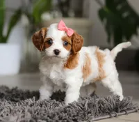 Addie, a female Cavapoo for sale in Millersburg, OH – Photo 2 of 10