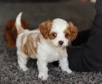 Addie, a female Cavapoo for sale in Millersburg, OH – Photo 3 of 10