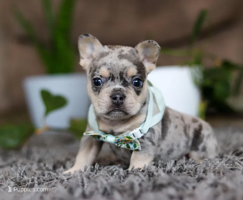 Chance, a male French Bulldog for sale in Millersburg, OH – Photo 1 of 1