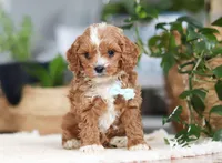 Theo, a male Cavapoo for sale in Millersburg, OH – Photo 2 of 9