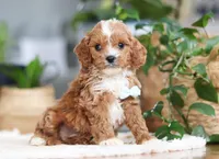 Theo, a male Cavapoo for sale in Millersburg, OH – Photo 3 of 9