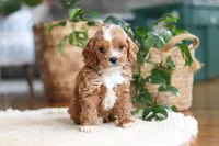 Theo, a male Cavapoo for sale in Millersburg, OH – Photo 9 of 9