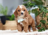 Theo, a male Cavapoo for sale in Millersburg, OH – Photo 6 of 9