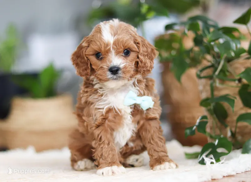 Theo, a male Cavapoo for sale in Millersburg, OH – Photo 1 of 9