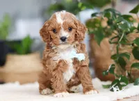 Theo, a male Cavapoo for sale in Millersburg, OH – Photo 1 of 9