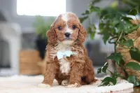 Theo, a male Cavapoo for sale in Millersburg, OH – Photo 7 of 9