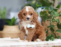 Theo, a male Cavapoo for sale in Millersburg, OH – Photo 5 of 9