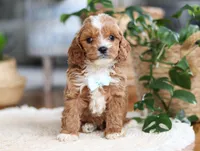 Theo, a male Cavapoo for sale in Millersburg, OH – Photo 8 of 9