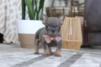 Brooklyn, a female French Bulldog for sale in Millersburg, OH – Photo 1 of 5