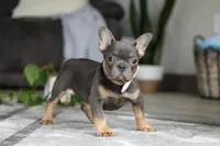 Brooklyn, a female French Bulldog for sale in Millersburg, OH – Photo 5 of 7