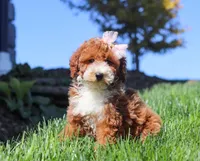 Hazel, a female Poodle - Miniature  for sale in Millersburg, OH – Photo 3 of 4