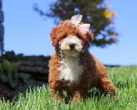 Hazel, a female Poodle - Miniature  for sale in Millersburg, OH – Photo 1 of 4