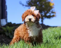 Hazel, a female Poodle - Miniature  for sale in Millersburg, OH – Photo 4 of 4