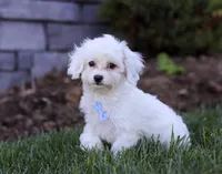 Oliver, a male Cavapoo for sale in Millersburg, OH – Photo 2 of 4