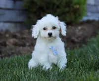 Oliver, a male Cavapoo for sale in Millersburg, OH – Photo 4 of 4