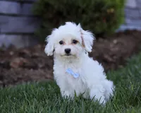 Oliver, a male Cavapoo for sale in Millersburg, OH – Photo 3 of 4