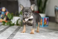 Brooklyn, a female French Bulldog for sale in Millersburg, OH – Photo 4 of 7