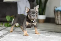 Brooklyn, a female French Bulldog for sale in Millersburg, OH – Photo 6 of 7